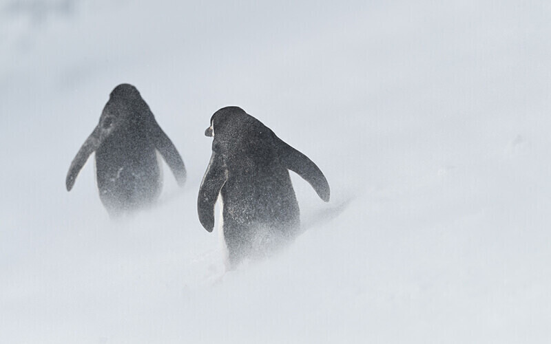  - Ushuaïa Malvinas South Georgia Antartica Peninsula
