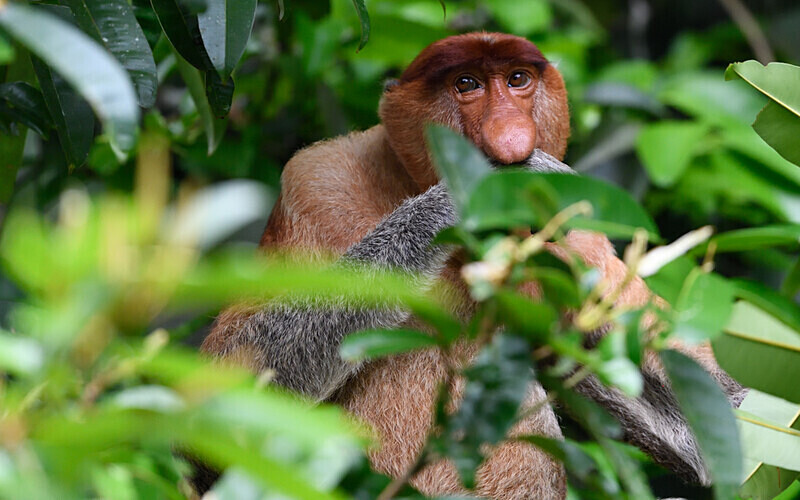 Probiscus Monkey male - Sarawak (avril 2024) Borneo Malaisie