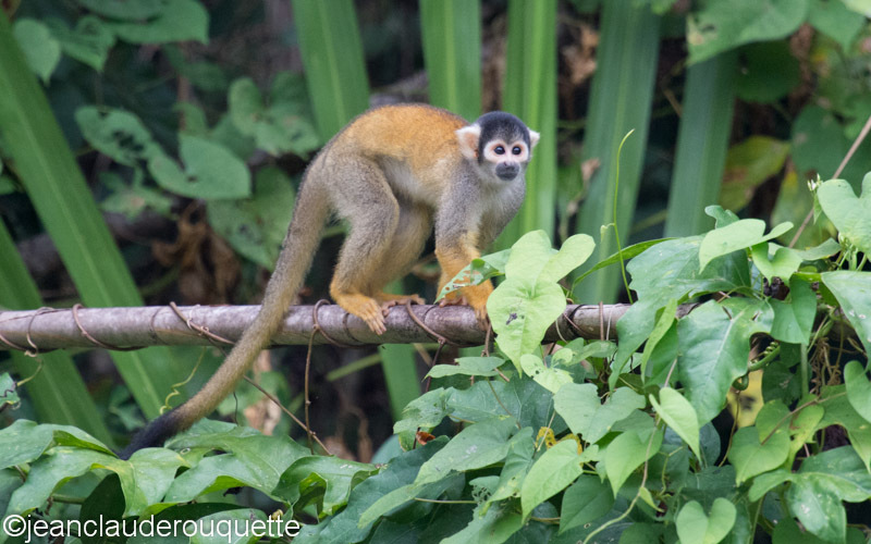 Squirrel Monkey - Manu national park (Peru 2015)