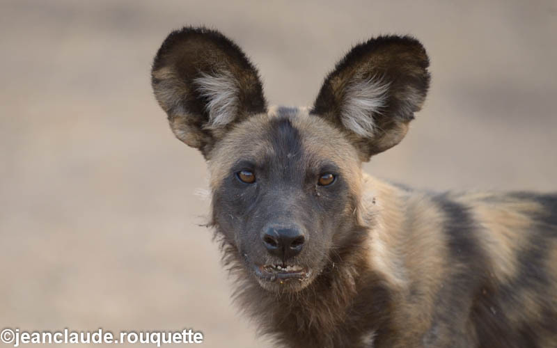 Wild dog - South Luangwa 2014 (Zambia)