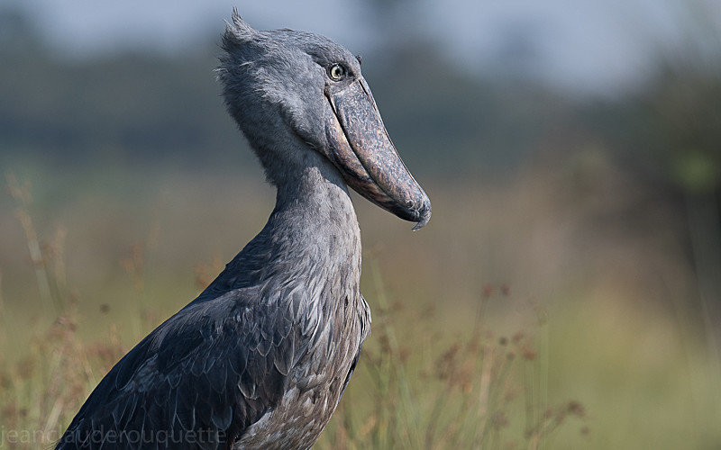 Mabamba swamp - Uganda 2016