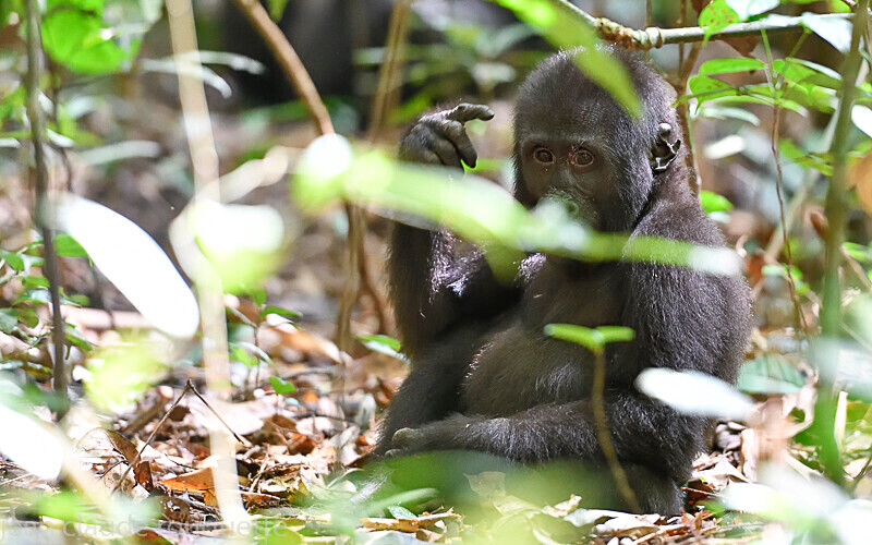  - Dzanga Sangha National Park (République Centrafricaine) 2019