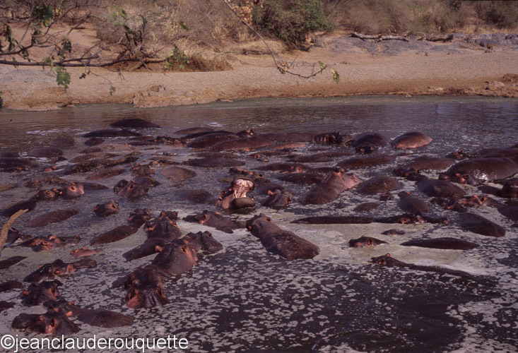 Hippo pool - Serengeti N.P. and N'gorongoro Tanzania 1998, 2005 and 2006