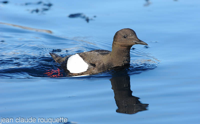 Guillemot.à miroir - Svalbard et Norvège 2011