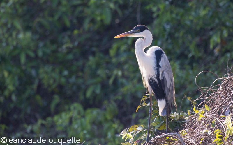 Cocoi Heron - Manu national park (Peru 2015)