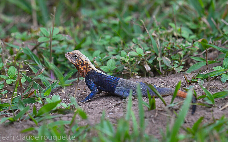 - Odzala National Park (République du Congo (2019)