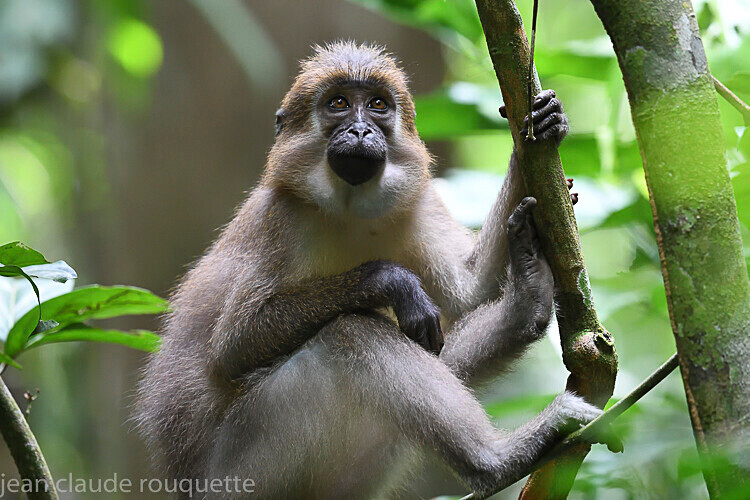  - Dzanga Sangha National Park (République Centrafricaine) 2019