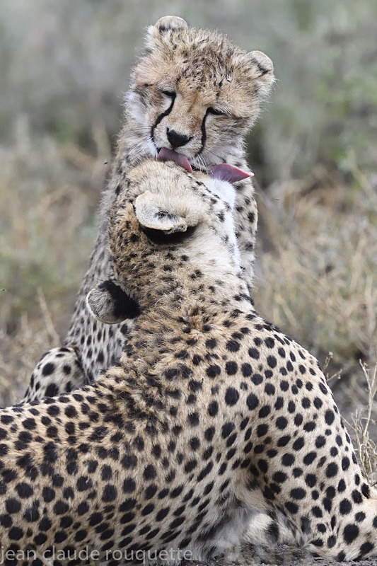  - Serengeti N.P. and N'Gorongoro Tanzania 2018