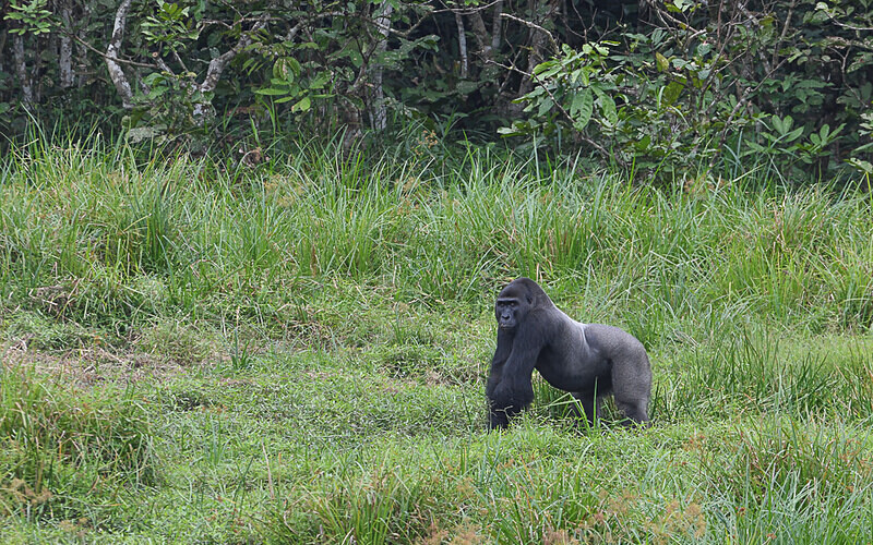Siver back looking at us in the hide - Ivindo national park (Gabon 2024)