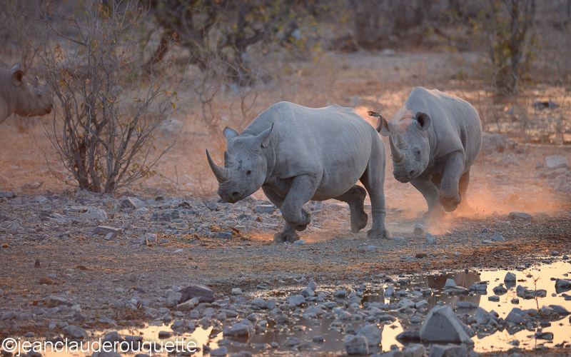 The male is chasing an other one - Etosha N.P.(Namibia 2013)