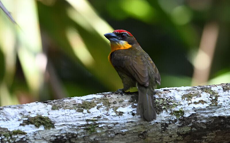 Scarlet-Crowned Barbet Male - Pacaya Samiria Pérou 2022