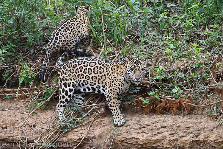  - Pantanal 2018 Porto Jofré