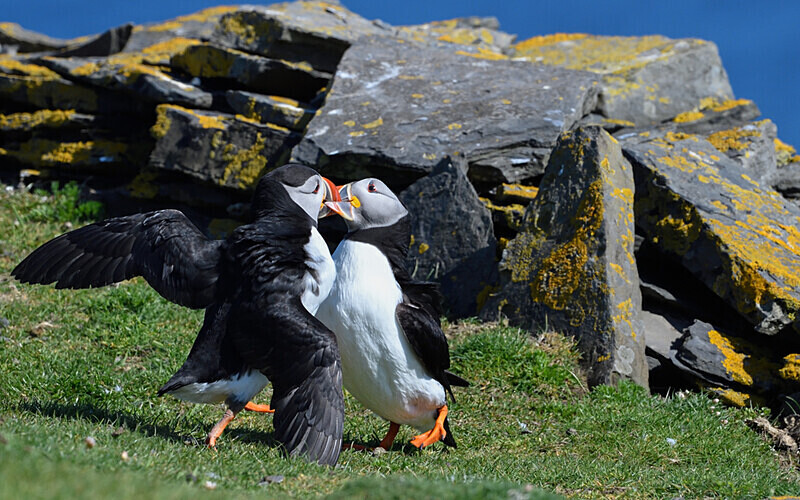 Noss - Shetlands and Cairngorn national park (Scotland)