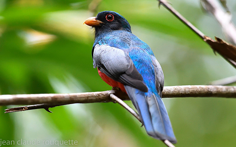 Black-tailed Trogon - Mamiraua (brésil 2018)