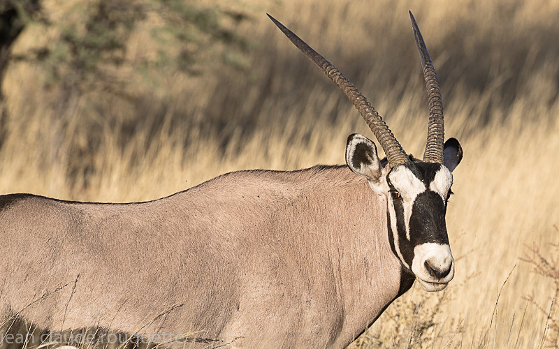  - Kgalagadi transfrontier park (2017)