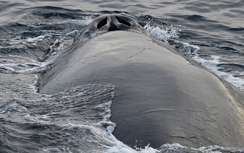 Humpback whale - Ushuaïa Malvinas South Georgia Antartica Peninsula