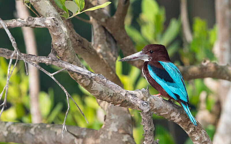 White-throated Kingfisher - Sundarban National Park North East India February 2025