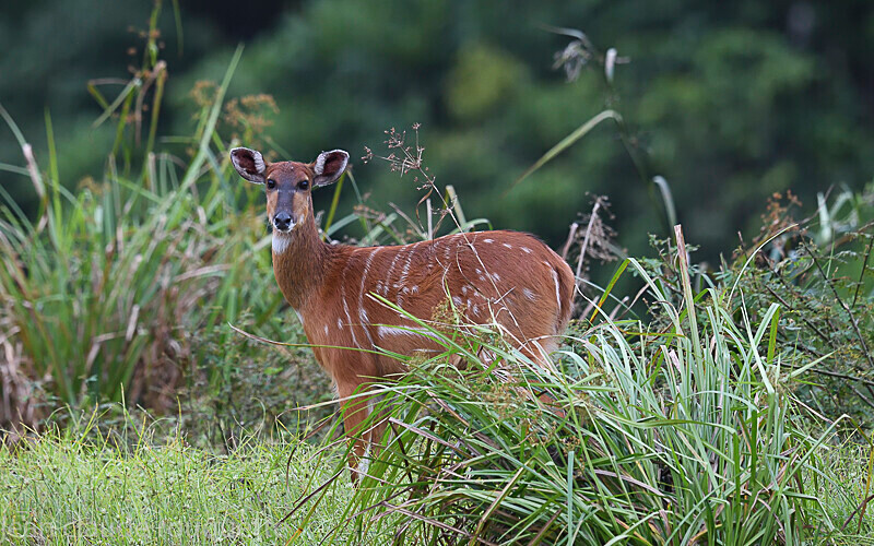 Sitatunga - Odzala National Park (République du Congo (2019)