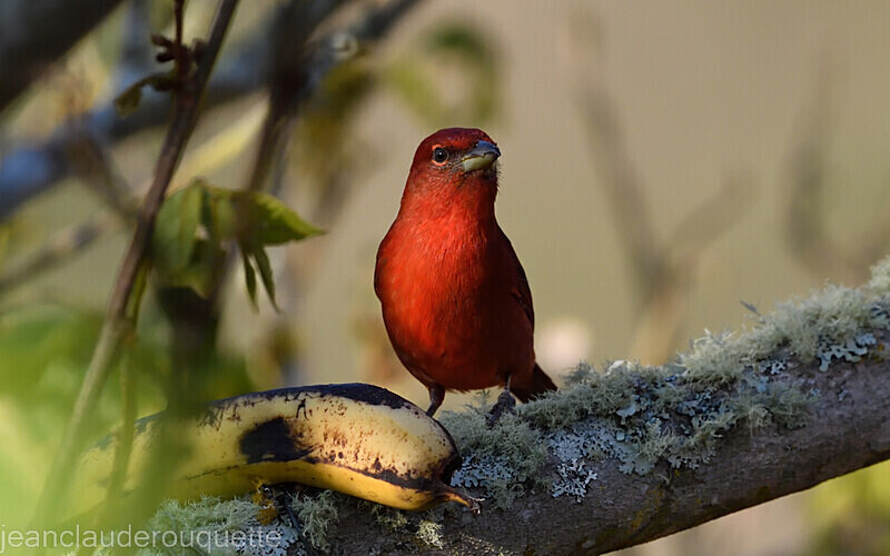 Hepatic Tanager Male - Huembo lodge  2022 Colibris du Pérou