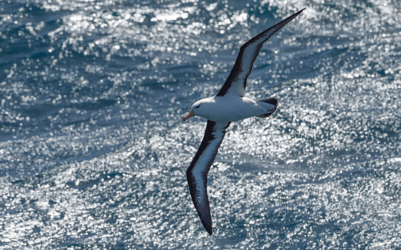 Black-browed Albatros - Ushuaïa Malvinas South Georgia Antartica Peninsula