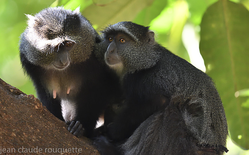 Blue monkey in Manyara - Serengeti N.P. and N'Gorongoro Tanzania 2018