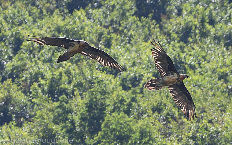 Le couple en vol - Alpes 2021-2022 Gypaètes et Cerfs