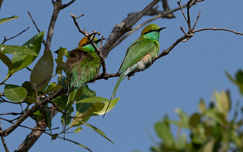 Green Bee-eater - Sundarban National Park North East India February 2025