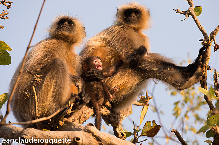 Hanuman Langur - Pench national park (India 2016)
