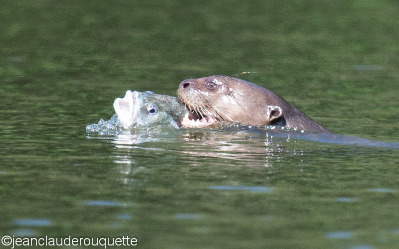 Giant Otter - Manu national park (Peru 2015)