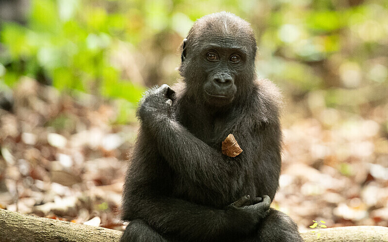Baby gorilla three years old - Loango national park (Gabon 2024)