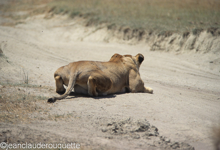 Lionness hunting - Serengeti N.P. and N'gorongoro Tanzania 1998, 2005 and 2006