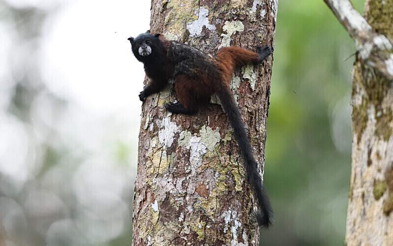 Brown-Mantled Tamarin - Pacaya Samiria Pérou 2022