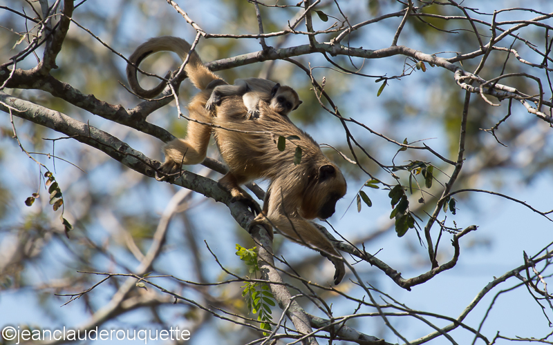 Mother howler monkey and her cub - Pantanal Brazil 2015