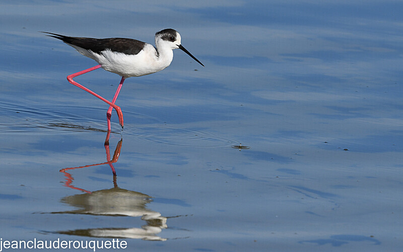 Echasse blanche - Méditerranée/ Mediterranean