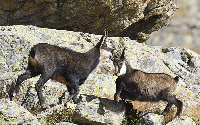 Jeune chamois (Mercantour) - Méditerranée/ Mediterranean