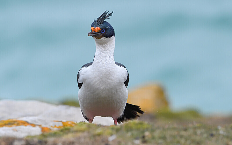 Imperial Cormorant - Ushuaïa Malvinas South Georgia Antartica Peninsula