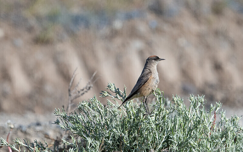 Cinnamon-bellied Ground Tyrant - Patagonie Chilienne: Magellan Channel and Torres del Paine N.P.