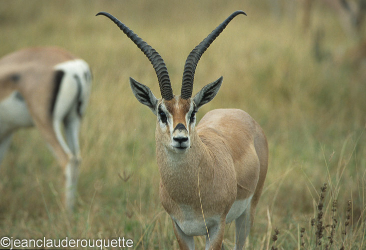 Grants Gazelle - Serengeti N.P. and N'gorongoro Tanzania 1998, 2005 and 2006
