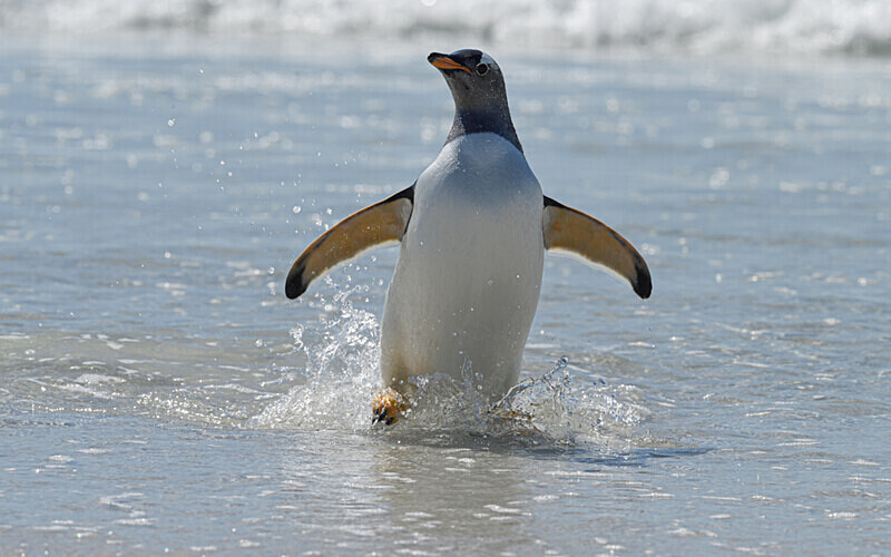  - Ushuaïa Malvinas South Georgia Antartica Peninsula