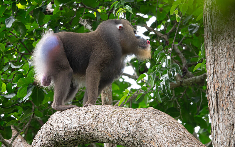 Alpha male - Parc national de La Lope (Gabon 2024)