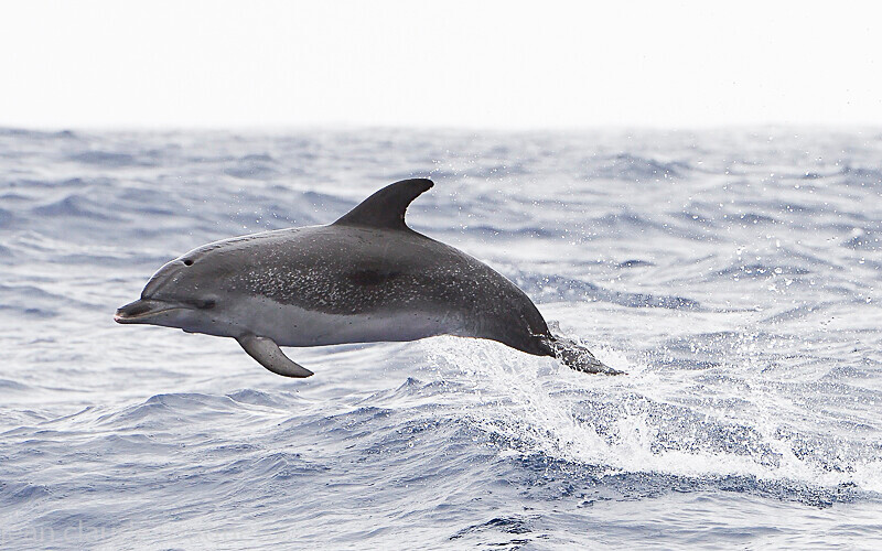 Dauphin tacheté de l'atlantique - Azores (2019)