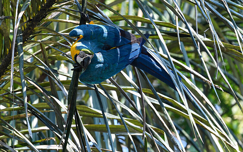 Blue and yellow macaw - Pacaya Samiria Pérou 2022