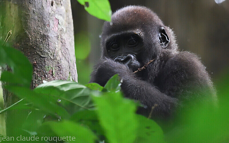  - Dzanga Sangha National Park (République Centrafricaine) 2019