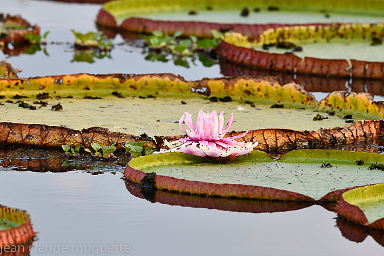  - Pantanal 2018 Porto Jofré