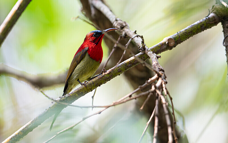 Crimson sunbird - Manas National Park North East India 2025