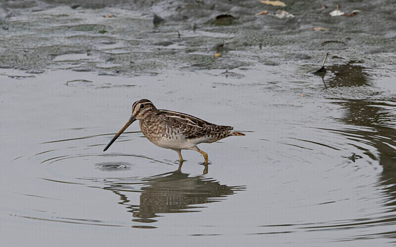 Common Snipe - Manas National Park North East India 2025