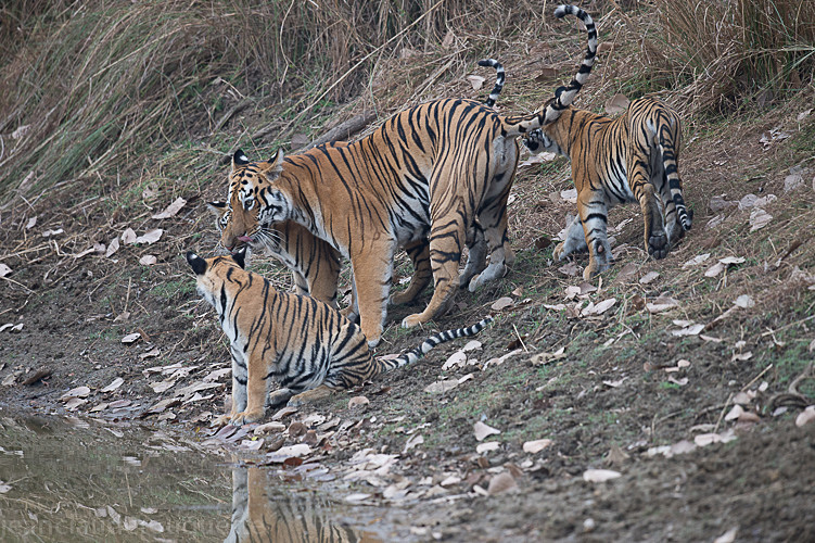 Maya and her three cubs - Tadoba national park (India 2016)