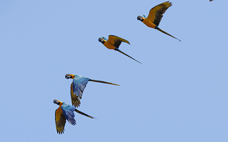 Blues and yellow macaw - Pacaya Samiria Pérou 2022