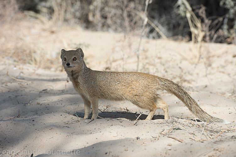 Yellow mangoose - Kgalagadi transfrontier park (2017)