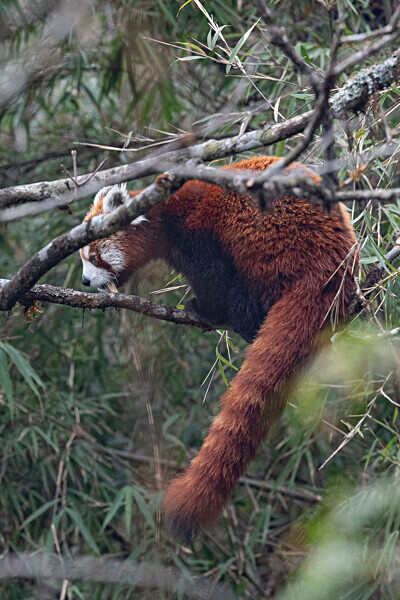 Red Panda - Singalila National Park February 2025 North East India